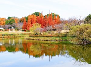 於大公園、メタセコイア、ラクウショウ、紅葉、11月秋、愛知県知多郡の観光・撮影スポットの画像と写真