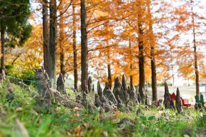 於大公園、紅葉、11月秋、愛知県知多郡の観光・撮影スポットの画像と写真