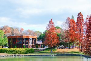 於大公園、メタセコイア、ラクウショウ、紅葉、11月秋、愛知県知多郡の観光・撮影スポットの画像と写真