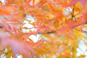 於大公園、紅葉、11月秋、愛知県知多郡の観光・撮影スポットの画像と写真