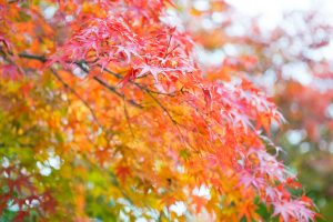 於大公園、紅葉、11月秋、愛知県知多郡の観光・撮影スポットの画像と写真