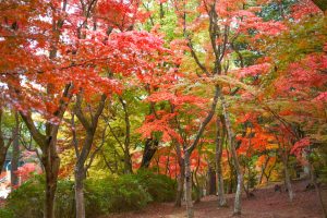 岡岡崎東公園、紅葉、11月秋、愛知県岡崎市の観光・撮影スポットの画像と写真