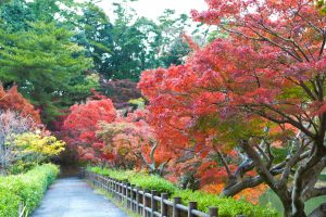 岡崎東公園、紅葉、11月秋、愛知県岡崎市の観光・撮影スポットの画像と写真