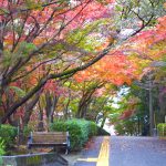 岡崎東公園、紅葉、11月秋、愛知県岡崎市の観光・撮影スポットの画像と写真