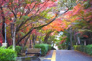 岡崎東公園、紅葉、11月秋、愛知県岡崎市の観光・撮影スポットの画像と写真