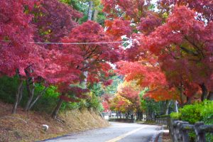 岡崎東公園、紅葉、11月秋、愛知県岡崎市の観光・撮影スポットの画像と写真