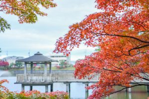岡崎東公園、紅葉、11月秋、愛知県岡崎市の観光・撮影スポットの画像と写真