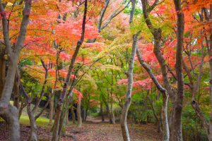 岡崎東公園、紅葉、11月秋、愛知県岡崎市の観光・撮影スポットの画像と写真