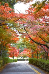 岡崎東公園、紅葉、11月秋、愛知県岡崎市の観光・撮影スポットの画像と写真