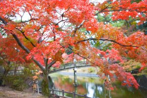 岡崎東公園、紅葉、11月秋、愛知県岡崎市の観光・撮影スポットの画像と写真