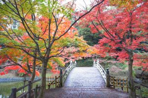 岡崎東公園、紅葉、11月秋、愛知県岡崎市の観光・撮影スポットの画像と写真