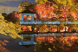 岡崎東公園、紅葉、ライトアップ、11月秋、愛知県岡崎市の観光・撮影スポットの画像と写真