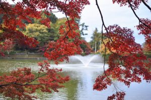 岡崎東公園、紅葉、11月秋、愛知県岡崎市の観光・撮影スポットの画像と写真