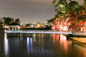 岡崎東公園、紅葉、ライトアップ、11月秋、愛知県岡崎市の観光・撮影スポットの画像と写真