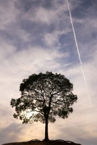 大高緑地、一本木、名古屋市緑区の観光・撮影スポットの画像と写真