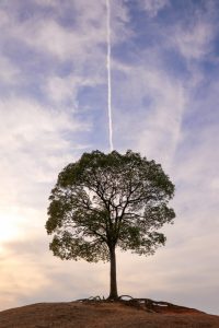 大高緑地、一本木、名古屋市緑区の観光・撮影スポットの画像と写真