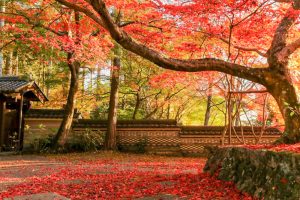 大智寺、紅葉、11月秋、岐阜県岐阜市の観光・撮影スポットの画像と写真