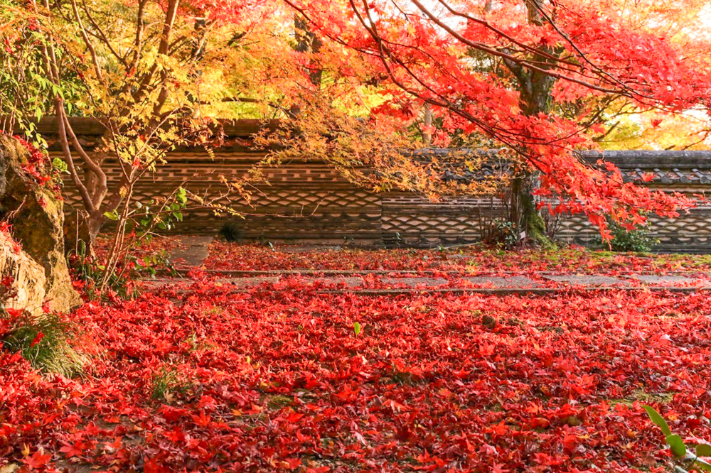 大智寺、紅葉、11月秋、岐阜県岐阜市の観光・撮影スポットの画像と写真