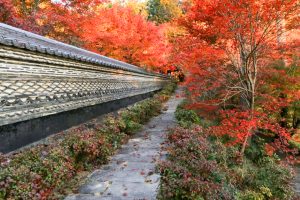 大智寺、紅葉、11月秋、岐阜県岐阜市の観光・撮影スポットの画像と写真