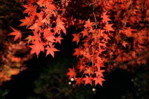 白鳥庭園、観楓会、あかりアート、雪吊り、清羽亭、紅葉、ライトアップ、2019年11月、秋, 名古屋市熱田区の観光・撮影スポットの画像と写真