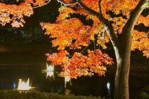 白鳥庭園、観楓会、紅葉、ライトアップ、11月、秋、名古屋市熱田区の観光・撮影スポットの画像と写真