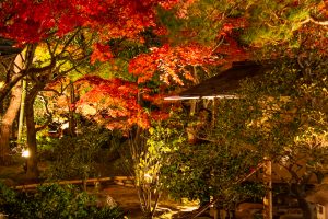 白鳥庭園、観楓会、紅葉、ライトアップ、11月、秋、名古屋市熱田区の観光・撮影スポットの画像と写真