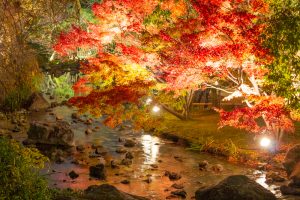 白鳥庭園、観楓会、紅葉、ライトアップ、11月、秋、名古屋市熱田区の観光・撮影スポットの画像と写真