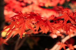 白鳥庭園、観楓会、あかりアート、雪吊り、清羽亭、紅葉、ライトアップ、2019年11月、秋, 名古屋市熱田区の観光・撮影スポットの画像と写真
