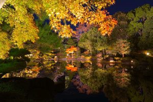 白鳥庭園、観楓会、紅葉、ライトアップ、11月、秋、名古屋市熱田区の観光・撮影スポットの画像と写真