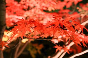 白鳥庭園、観楓会、あかりアート、雪吊り、清羽亭、紅葉、ライトアップ、2019年11月、秋, 名古屋市熱田区の観光・撮影スポットの画像と写真