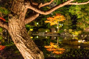 白鳥庭園、観楓会、紅葉、ライトアップ、11月、秋、名古屋市熱田区の観光・撮影スポットの画像と写真