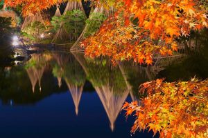 白鳥庭園、観楓会、紅葉、ライトアップ、11月、秋、名古屋市熱田区の観光・撮影スポットの画像と写真