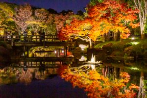 白鳥庭園、観楓会、紅葉、ライトアップ、11月、秋、名古屋市熱田区の観光・撮影スポットの画像と写真