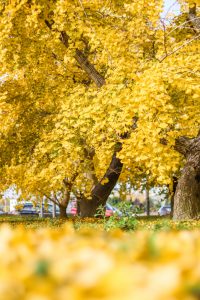 そぶえイチョウ黄葉まつり、銀杏、紅葉、11月秋、愛知県稲沢市の観光・撮影スポットの画像と写真