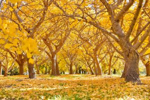 そぶえイチョウ紅葉まつり、銀杏、11月秋、愛知県稲沢市の観光・撮影スポットの画像と写真