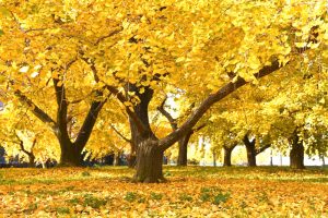 そぶえイチョウ紅葉まつり、銀杏、11月秋、愛知県稲沢市の観光・撮影スポットの画像と写真