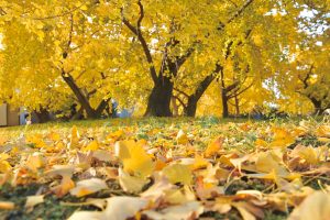 そぶえイチョウ紅葉まつり、銀杏、11月秋、愛知県稲沢市の観光・撮影スポットの画像と写真
