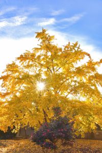 そぶえイチョウ紅葉まつり、銀杏、11月秋、愛知県稲沢市の観光・撮影スポットの画像と写真