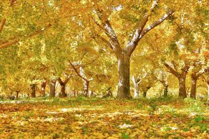 そぶえイチョウ紅葉まつり、銀杏、11月秋、愛知県稲沢市の観光・撮影スポットの画像と写真