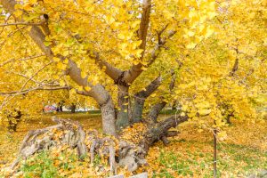 そぶえイチョウ黄葉まつり、銀杏、紅葉、11月秋、愛知県稲沢市の観光・撮影スポットの画像と写真