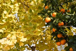 そぶえイチョウ紅葉まつり、銀杏、11月秋、愛知県稲沢市の観光・撮影スポットの画像と写真