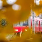 そぶえイチョウ黄葉まつり、銀杏、紅葉、11月秋、愛知県稲沢市の観光・撮影スポットの画像と写真