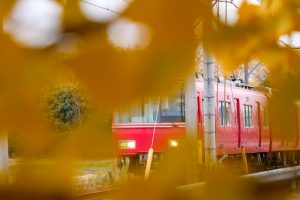 そぶえイチョウ黄葉まつり、銀杏、紅葉、11月秋、愛知県稲沢市の観光・撮影スポットの画像と写真
