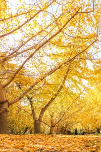そぶえイチョウ黄葉まつり、銀杏、紅葉、11月秋、愛知県稲沢市の観光・撮影スポットの画像と写真