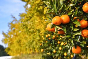 そぶえイチョウ紅葉まつり、銀杏、11月秋、愛知県稲沢市の観光・撮影スポットの画像と写真