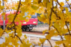 そぶえイチョウ黄葉まつり、銀杏、紅葉、11月秋、愛知県稲沢市の観光・撮影スポットの画像と写真
