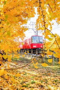 そぶえイチョウ黄葉まつり、銀杏、紅葉、11月秋、愛知県稲沢市の観光・撮影スポットの画像と写真