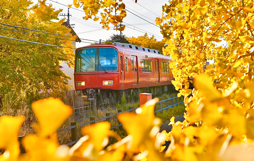 そぶえイチョウ紅葉まつり、銀杏、11月秋、愛知県稲沢市の観光・撮影スポットの画像と写真