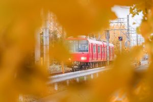 そぶえイチョウ黄葉まつり、銀杏、紅葉、11月秋、愛知県稲沢市の観光・撮影スポットの画像と写真