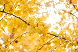 そぶえイチョウ黄葉まつり、銀杏、紅葉、11月秋、愛知県稲沢市の観光・撮影スポットの画像と写真